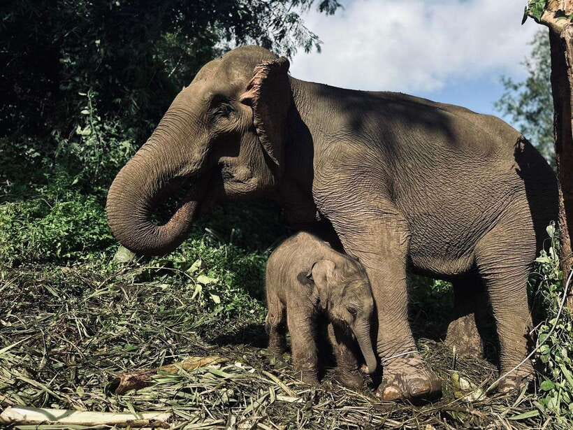 Chiang Mai: Elephant Sanctuary, Waterfall & Bamboo Rafting - Key highlights worth planning for