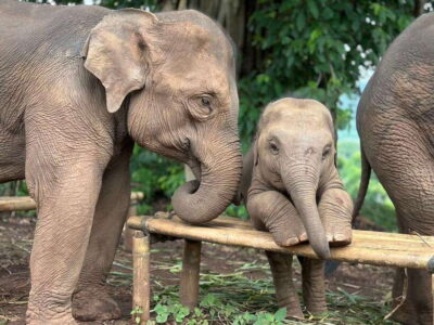 Chiang Mai: Elephant Sanctuary, Waterfall & Bamboo Rafting - Morning pickup and the drive past farms, rice fields, and hill tribe villages