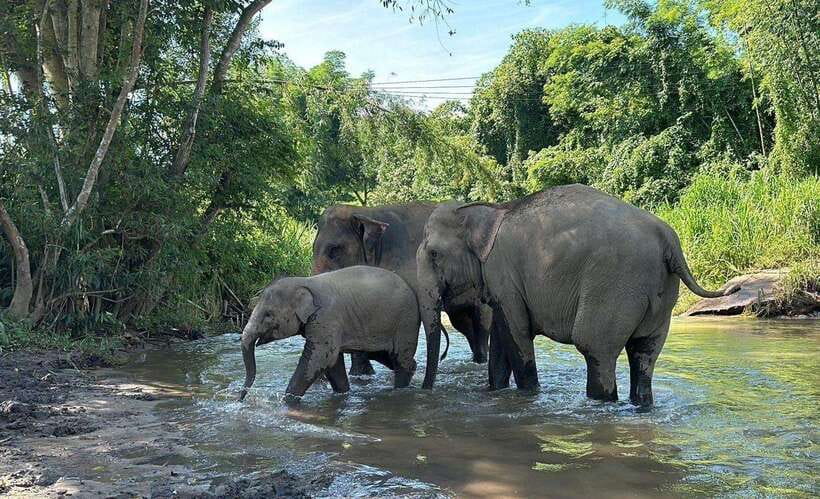 Chiang Mai: Elephant Sanctuary, Waterfall & Bamboo Rafting - Walking with elephants through the forest and watching them forage