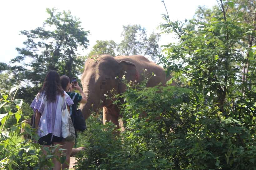 CHIANG MAI ELEPHANT VILLAGE SANCTUARY JUNGLE ADVENTURE - The Elephant Sanctuary Experience: Close Contact Without Riding
