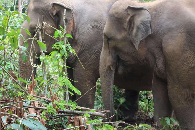 CHIANG MAI ELEPHANT VILLAGE SANCTUARY JUNGLE ADVENTURE - Lunch With Ken’s Family: Food, Stories, and the Human Side
