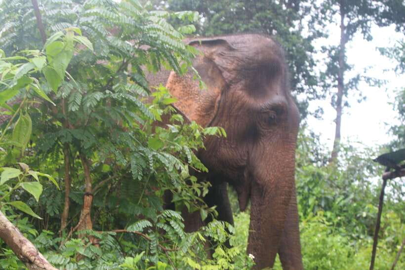 CHIANG MAI ELEPHANT VILLAGE SANCTUARY JUNGLE ADVENTURE - Price and Logistics: What $48 Buys You in Real Terms