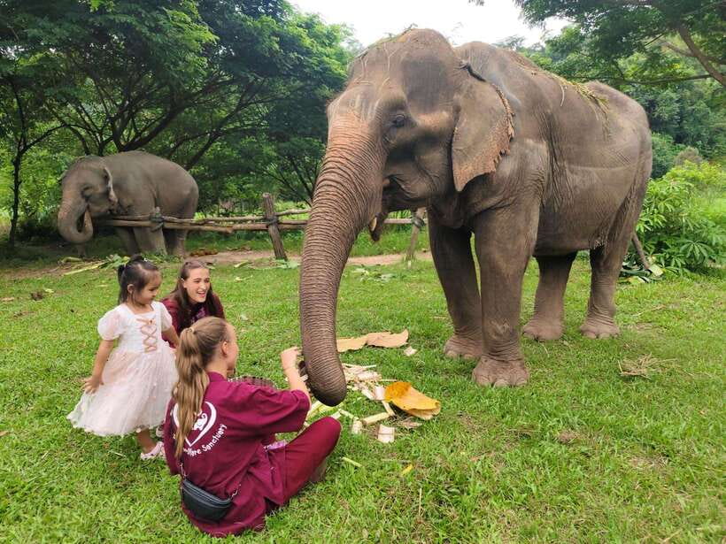 Chiang Mai: Elephants, Sticky Waterfalls, Market and Temple - A Full-Day Chiang Mai Mix That Feels Like More Than a Tour