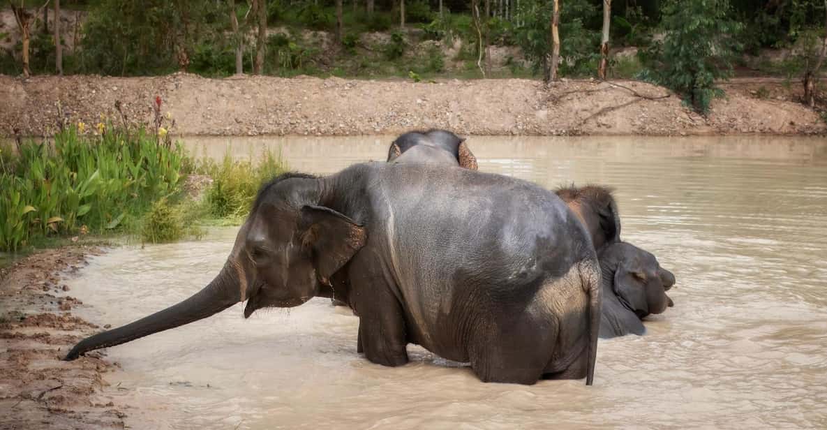 Chiang Mai: Ethical Elephant Encounter Feeding Program - Ethical Elephant Time in Chiang Mai: What This 1-Hour Encounter Really Looks Like