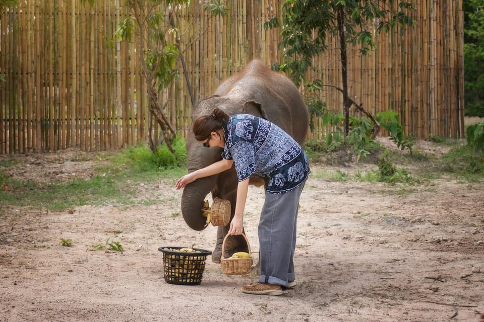 Chiang Mai: Ethical Elephant Encounter Feeding Program - Beyond Feeding: Education Room and Arts-and-Crafts Style Extras