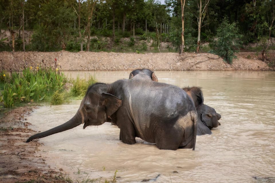 Chiang Mai: Ethical Elephant Encounter Feeding Program - What’s Included for $22: Value, Not Just Price