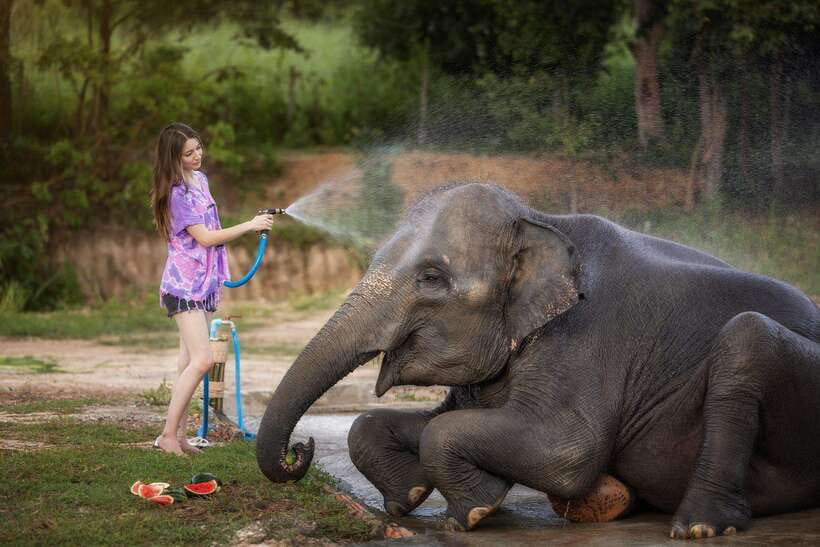 Chiang Mai: Ethical Elephant Feeding & Shower Program - Key points to know before you go