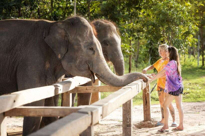 Chiang Mai: Ethical Elephant Feeding & Shower Program - Taking it at a relaxed pace (2 to 4 hours)