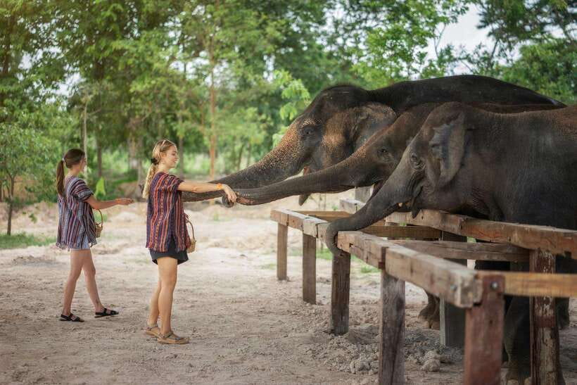 Chiang Mai: Ethical Elephant Feeding & Shower Program - The elephant feeding moment: fresh food and a viewing platform