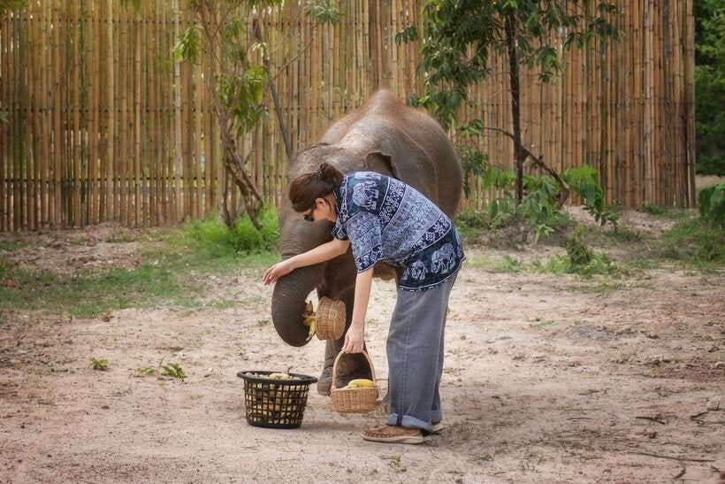 Chiang Mai: Ethical Elephant Feeding & Shower Program - Natural dietary supplements: hands-on prep (without the guesswork)