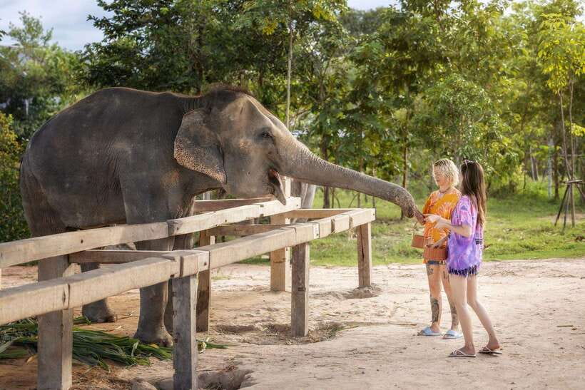 Chiang Mai: Ethical Elephant Feeding & Shower Program - Elephant Rain Shower: what happens and what you should wear