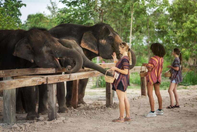 Chiang Mai: Ethical Elephant Feeding & Shower Program - Meet your guide: why On makes the day feel easier