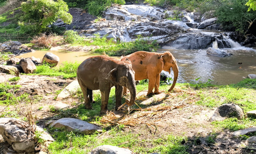 Chiang Mai: Ethical Half Day Elephant Sanctuary & Waterfall - Getting from Chiang Mai to Mae Wang: comfort tips for the ride