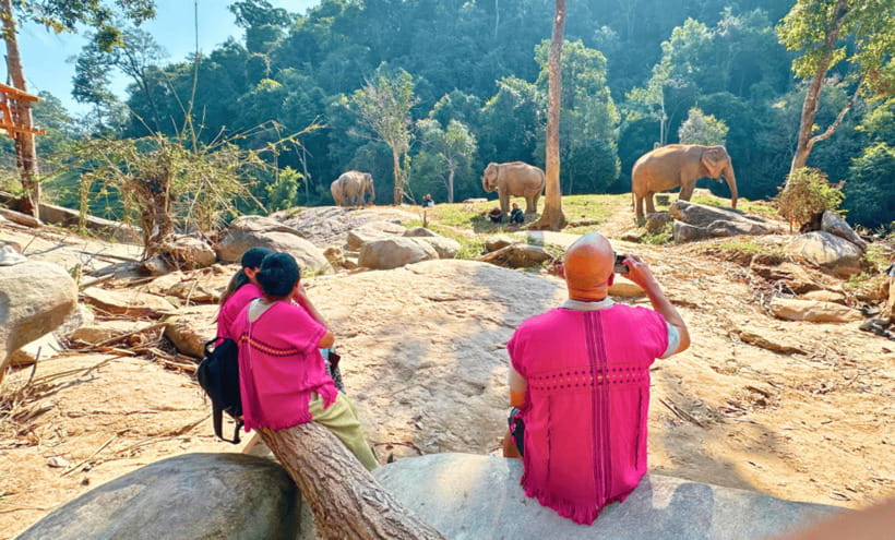 Chiang Mai: Ethical Half Day Elephant Sanctuary & Waterfall - Walking alongside the herd: how to keep it calm (for you and them)