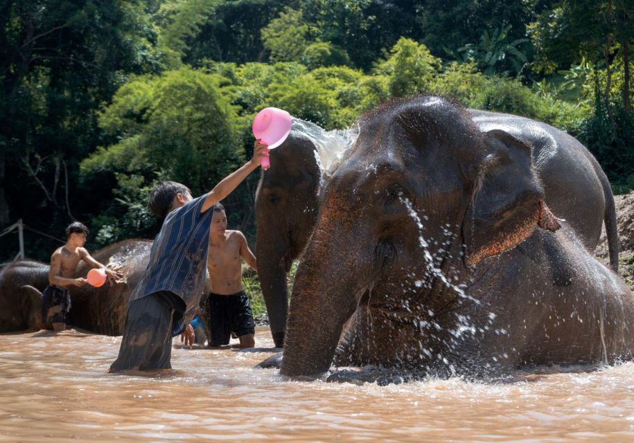 Chiang Mai: Full-Day Kerchor Elephant Eco Park Tour & Trek - Feeding Time: Banana Moments and Sugar Cane Work