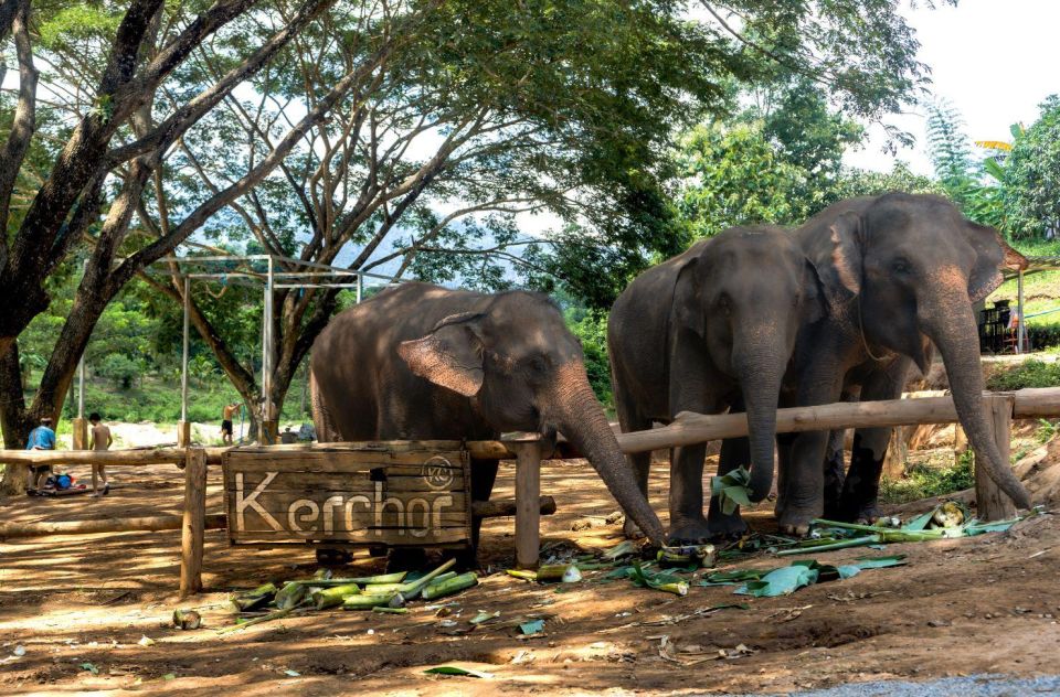 Chiang Mai: Full-Day Kerchor Elephant Eco Park Tour & Trek - Bathing the Elephants: Your Clothes Need a Backup Plan