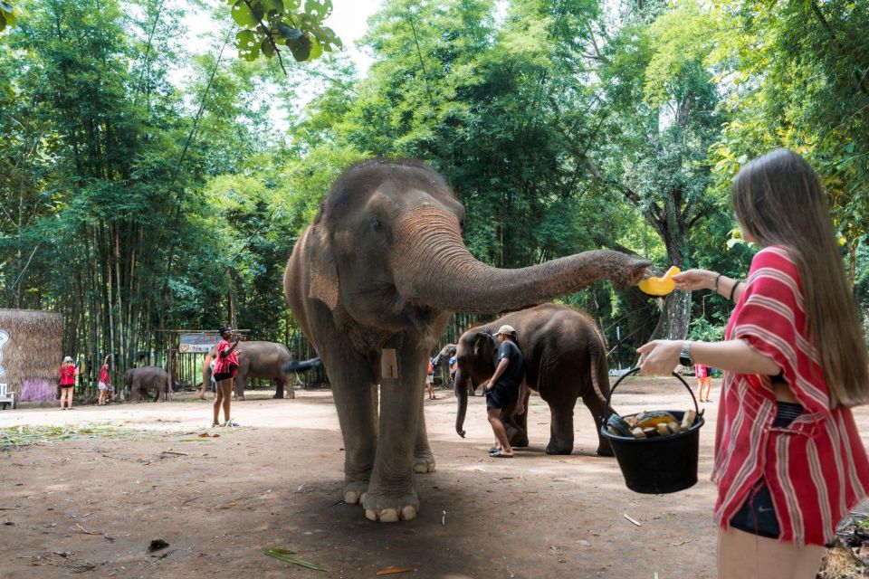 Chiang Mai: Full-Day Kerchor Elephant Eco Park Tour & Trek - Herbal Medicine Ball Activity: A Hands-On Health Routine