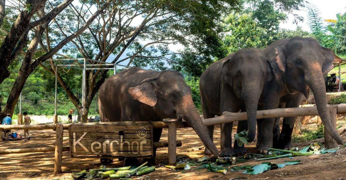 Chiang Mai: Full-Day Kerchor Elephant Eco Park Tour & Trek - Lunch Break: Thai Food and Filtered Water in Park Scenery