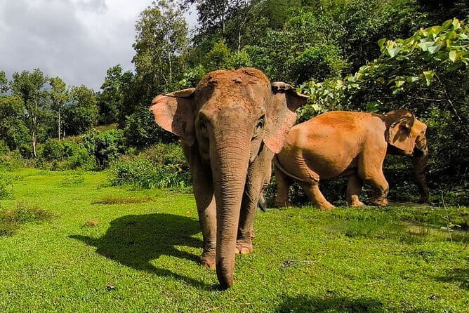 Chiang Mai Half Day Elephant Sanctuary Observation and Waterfall - The walk and the sights: jungle footing isn’t a flat stroll
