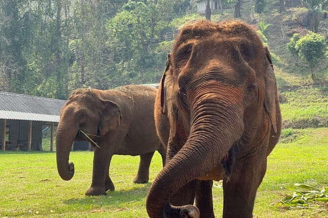 Chiang Mai Half Day Elephant Sanctuary Observation and Waterfall - Waterfall time: cool off after elephant watching
