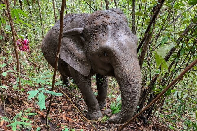 Chiang Mai Half Day Elephant Sanctuary Observation and Waterfall - Inside the sanctuary: feed, watch, and keep your distance