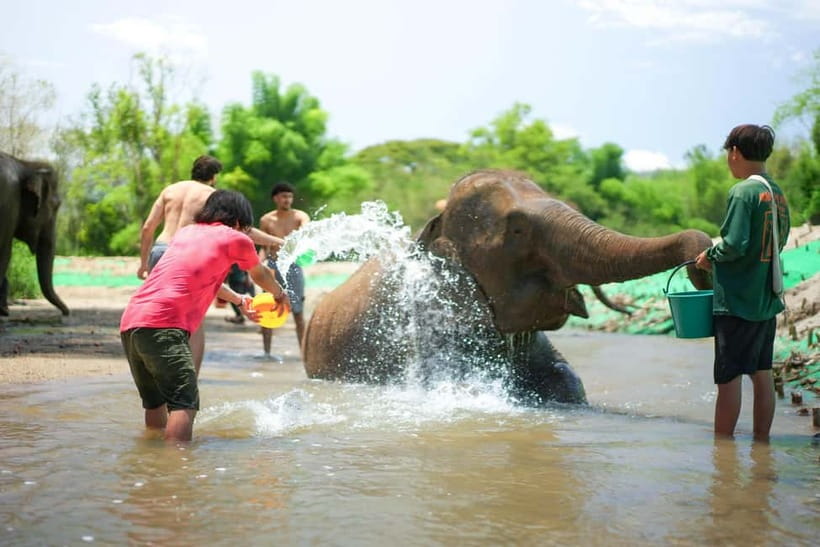 Chiang Mai: Jungle Jumbo Elephant Sanctuary with Waterfall - Key things you’ll actually notice