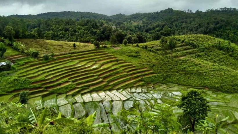 Chiang Mai: Jungle Trek, Elephants care & Bamboo Rafting - Jungle trek (2–5 hours): waterfall time, rice terraces, and learning stops