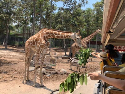 Chiang Mai Night Safari: Entry Ticket with Tram Ride - Jaguar Trail Zone: your lakeside-style warm-up