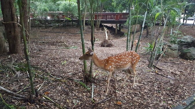 Chiang Mai Night Safari Tour including Transfer (Minimum 2 pax) - Key takeaways before you go