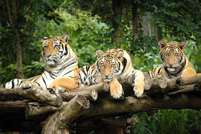 Chiang Mai Night Safari Tour including Transfer (Minimum 2 pax) - Chiang Mai Night Safari: a smarter use of your night
