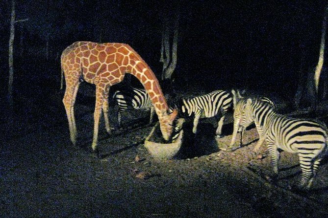 Chiang Mai Night Safari Tour including Transfer (Minimum 2 pax) - The park circuit: open-sided tram viewing at night