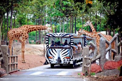 Chiang Mai Night Safari Tour including Transfer (Minimum 2 pax) - Getting there with included transfer (and why it affects your mood)