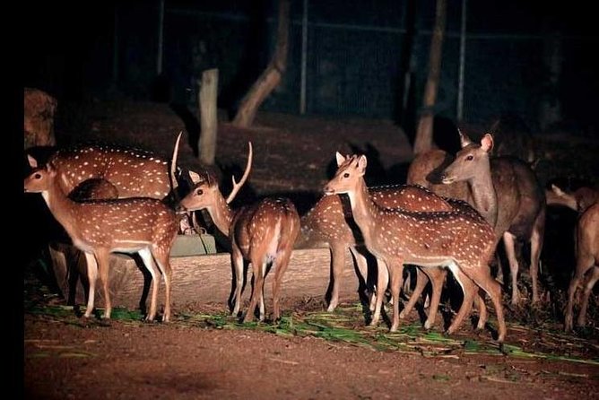 Chiang Mai Night Safari Tour including Transfer (Minimum 2 pax) - Shows and musical fountains: entertainment beyond animals