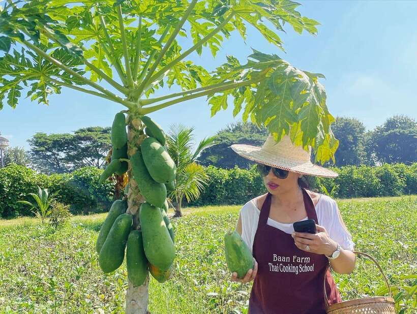 Chiang Mai Organic Thai Cooking Experience - Chiang Mai Pickup and the Market That Sets Your Menu