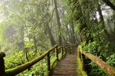 Chiang Mai: Pha Dok Siew Nature Trail & Doi Inthanon Trip - Getting There and Back: Old Town and Nimman Pickup