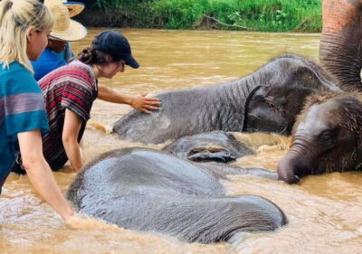 Chiang Mai | TeeTee Elephant Home Elephant Care Half-Day - Chiang Mai pickup and the 1.30-hour drive that shapes your schedule