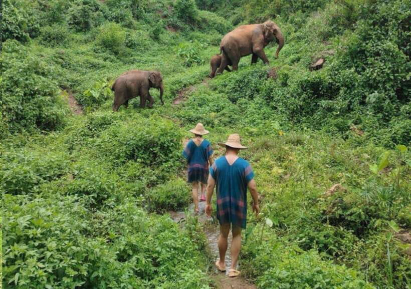 Chiang Mai | TeeTee Elephant Home Elephant Care Half-Day - Lunch with elephants nearby: vegetarian Pad Thai breaks up the day