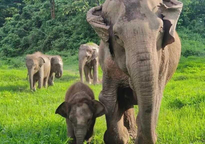 Chiang Mai | TeeTee Elephant Home Elephant Care Half-Day - Guides in English/Chinese, and why they make the difference
