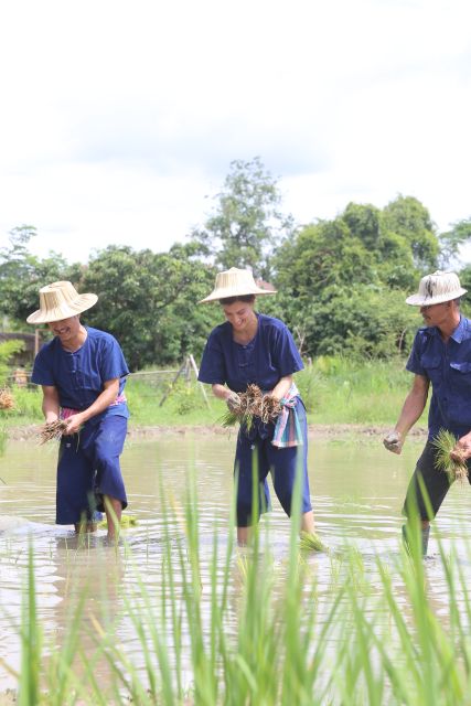 Chiang Mai: Thai Buffalo and Rice Planting Experience - Who should book this buffalo and rice experience