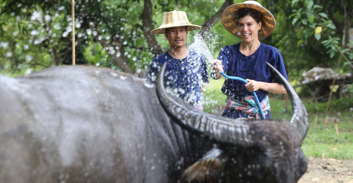 Chiang Mai: Thai Buffalo and Rice Planting Experience - Cutting grass for Riam Thai buffalo: the work comes first
