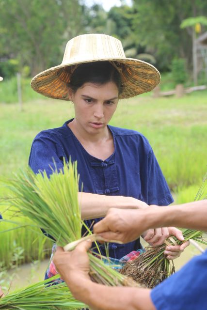Chiang Mai: Thai Buffalo and Rice Planting Experience - Rice planting in a nursery: uproot, kick mud, repeat