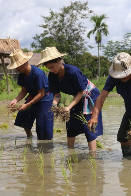 Chiang Mai: Thai Buffalo and Rice Planting Experience - What to wear and bring (so you don’t hate the mud)