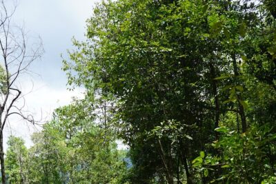 Chiang Mai Trekking Tour :Full day (no rafting) - The jungle trekking in the Doi Inthanon area (and that waterfall stop)
