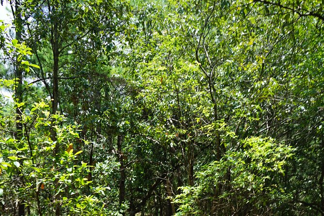 Chiang Mai Trekking Tour :Full day (no rafting) - Price and value: what $64.53 buys you