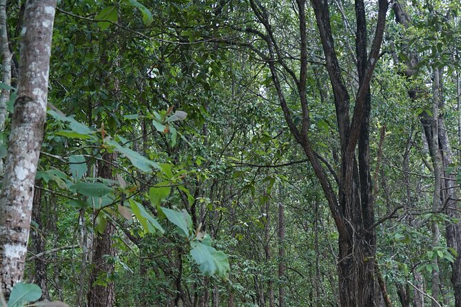 Chiang Mai Trekking Tour :Full day (no rafting) - What to expect from the elephant interaction (and how to judge fit)