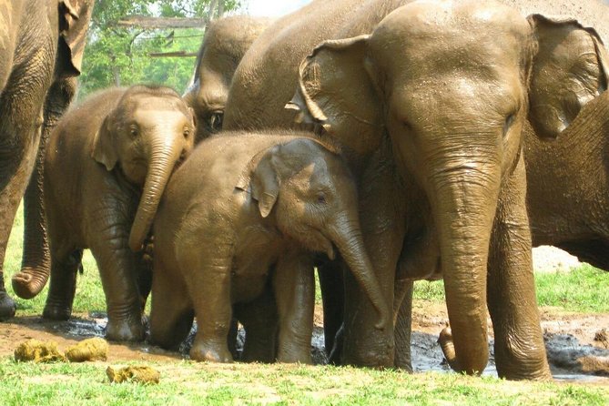 Chiang Mai Zipline White Water Rafting and Elephant Sanctuary - Whitewater Rafting: The Final Adrenaline Wave
