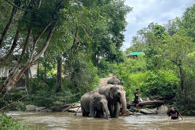 ChiangMai 1DayTour:Elephant Sanctuary,king&queen pagoda,waterfall - Ethical elephant time at Doi Inthanon