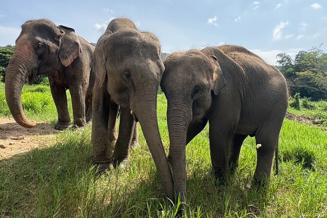 Chiangmai Half Day Visit and Wildlife Experience - Quick Hits Before You Go
