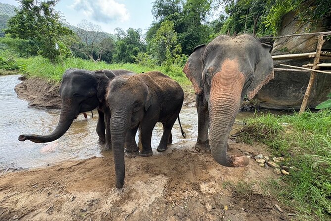 Chiangmai Half Day Visit and Wildlife Experience - Elephant Time Up Close: Feeding, Gentle Contact, and River Washing