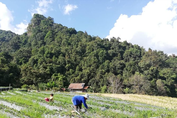 Doi Inthanon Day Trip:Twin Pagodas,Soft Hiking,Coffee Plantation - Soft hiking on Kew Mae Pan: wildflowers and a real trail moment